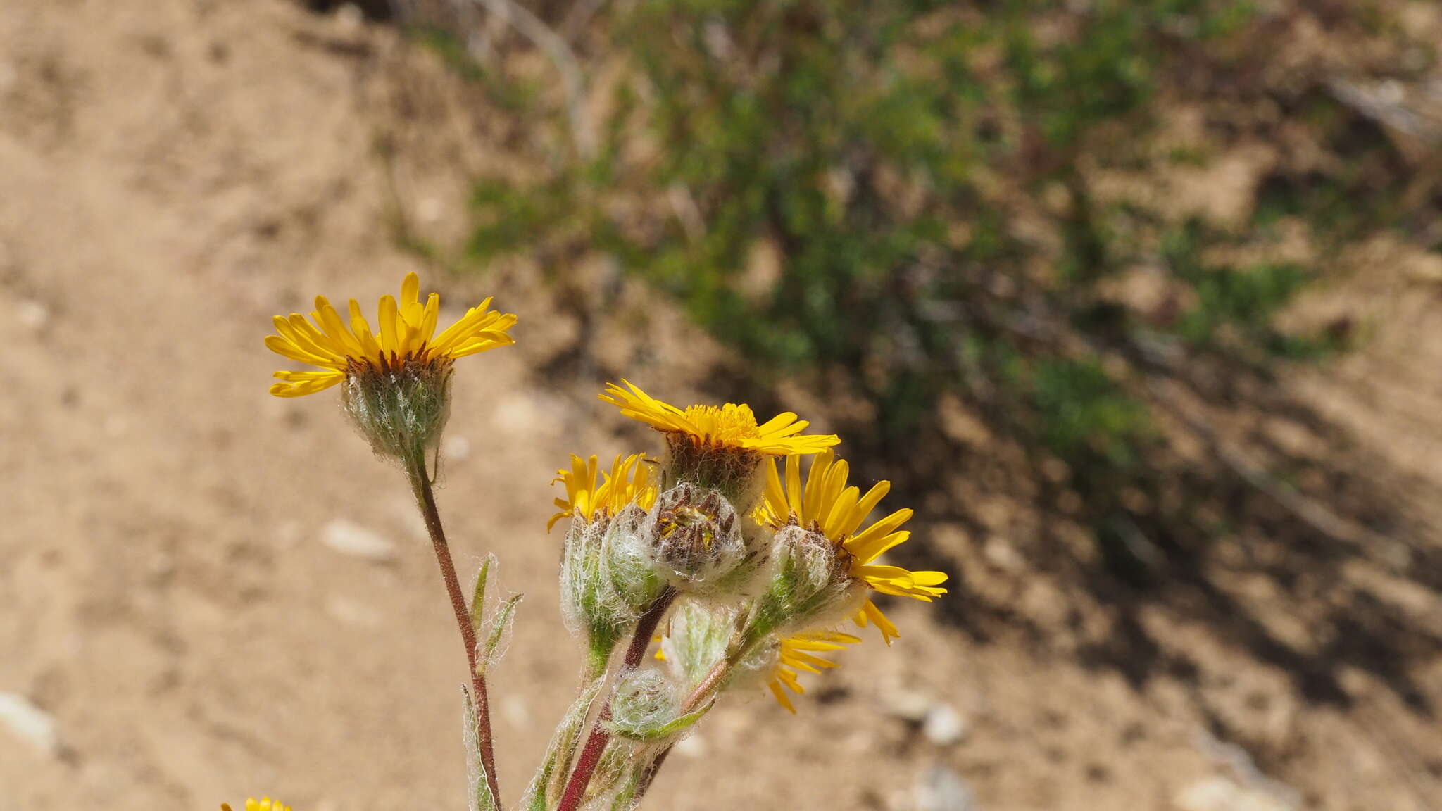 Plancia ëd Hulsea californica A. Gray