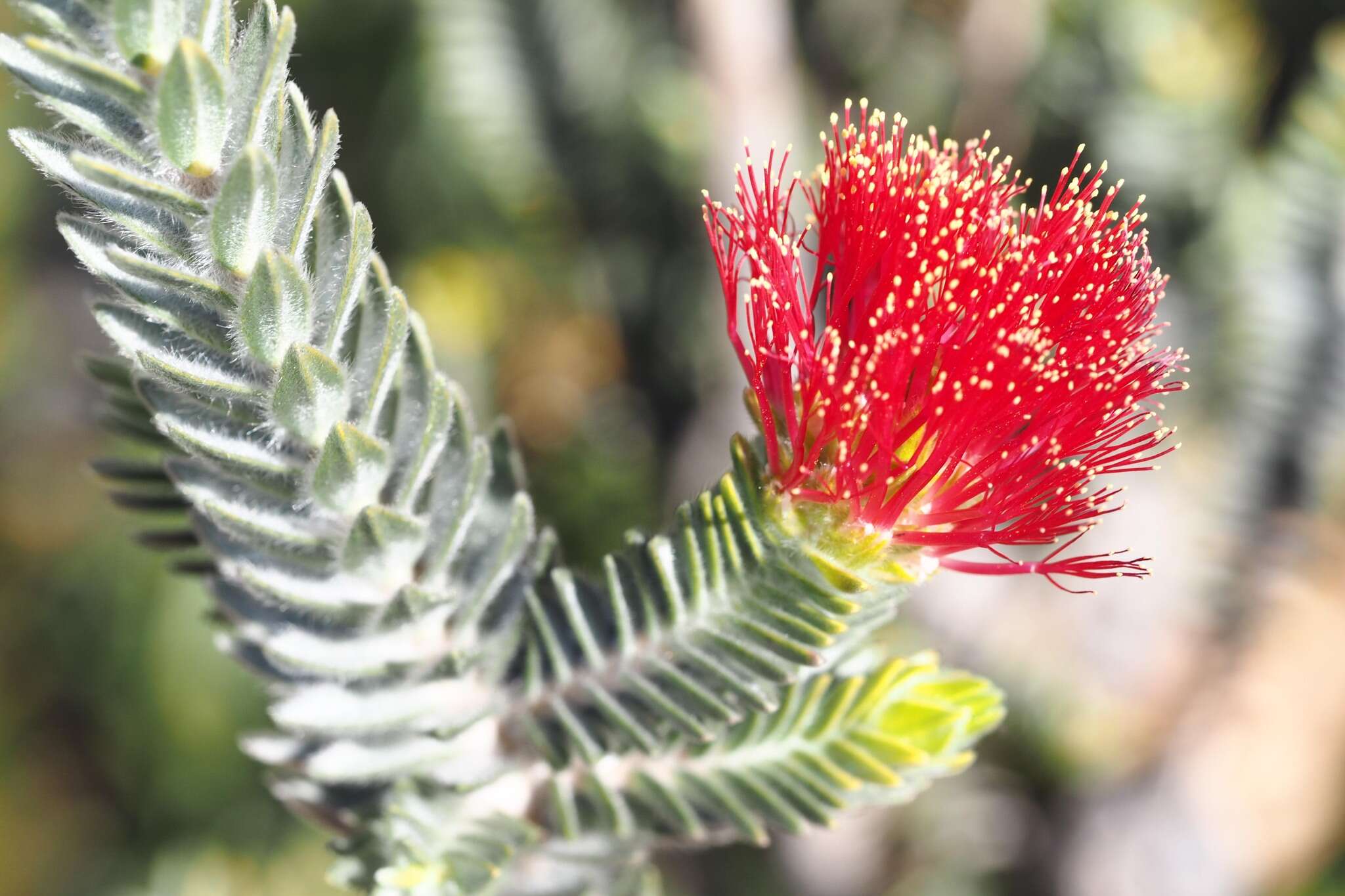 Image of Melaleuca velutina (Turcz.) Craven & R. D. Edwards