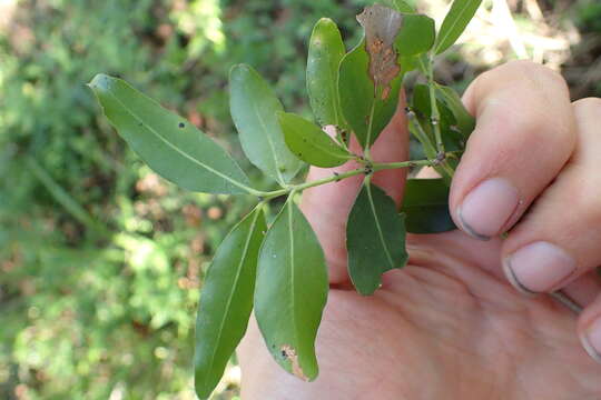 Sivun Pleurostylia capensis (Turcz.) Oliv. kuva