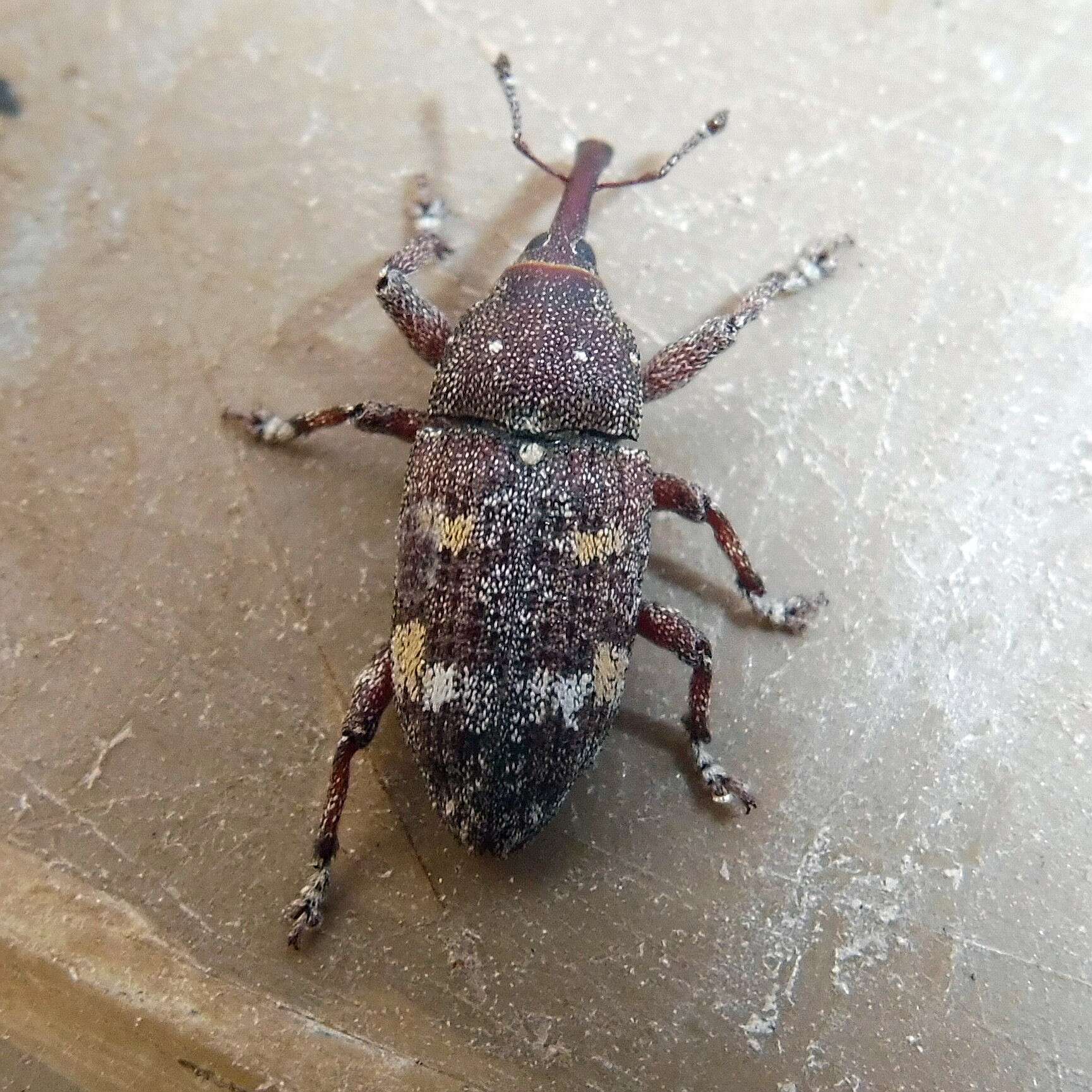 Image of Banded Pine Weevil