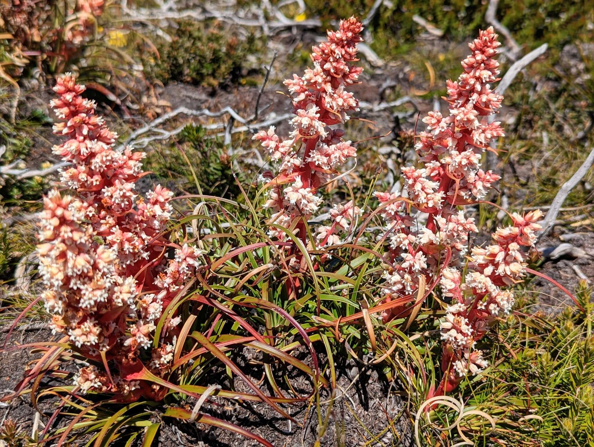 Image of Dracophyllum milliganii Hook.