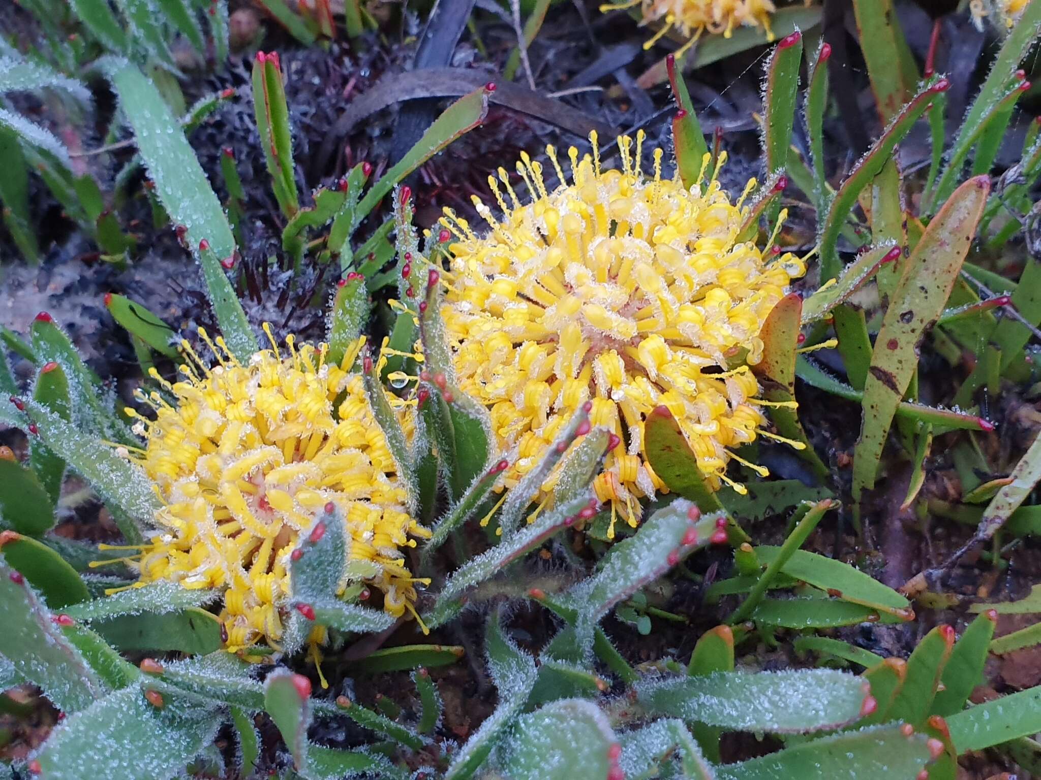 Image de Leucospermum hypophyllocarpodendron subsp. hypophyllocarpodendron