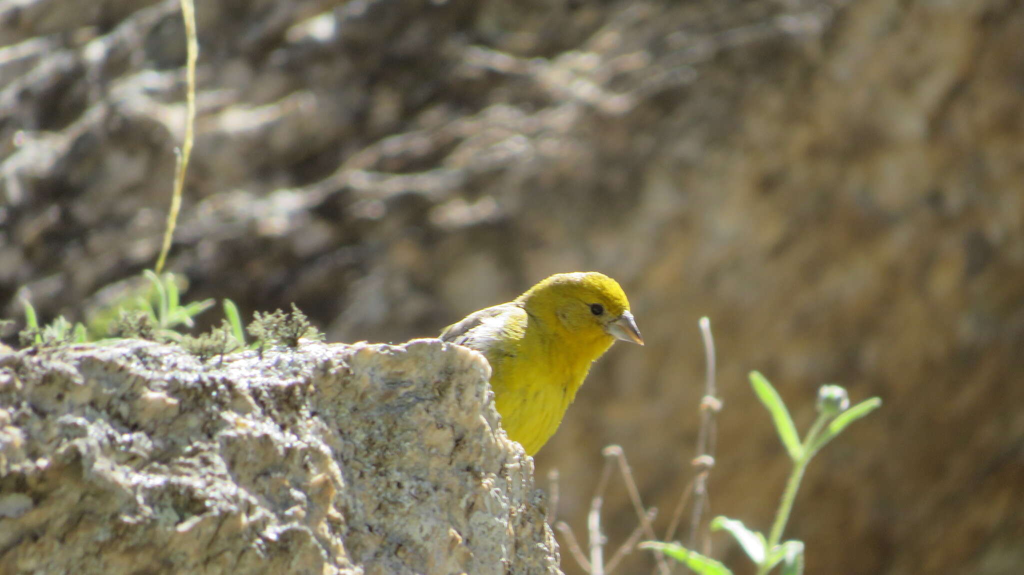 Image of Greater Yellow Finch