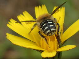 Imagem de Anthidium palliventre Cresson 1878