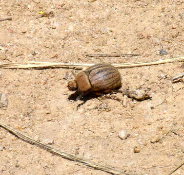 Sivun Phyllophaga (Tostegoptera) lanceolata (Say 1824) kuva