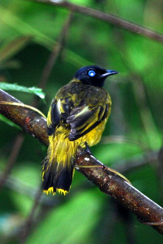 Image of Black-headed Bulbul