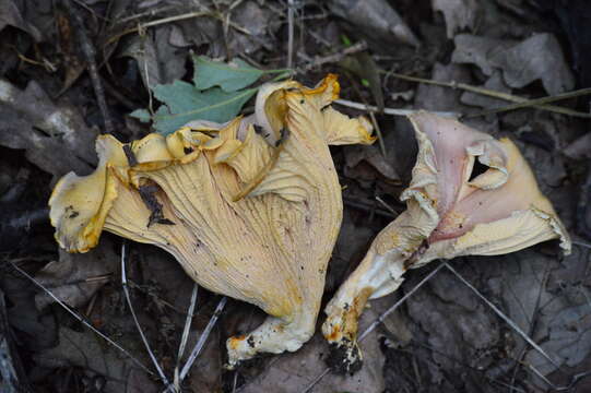 Cantharellus amethysteus (Quél.) Sacc. 1887的圖片