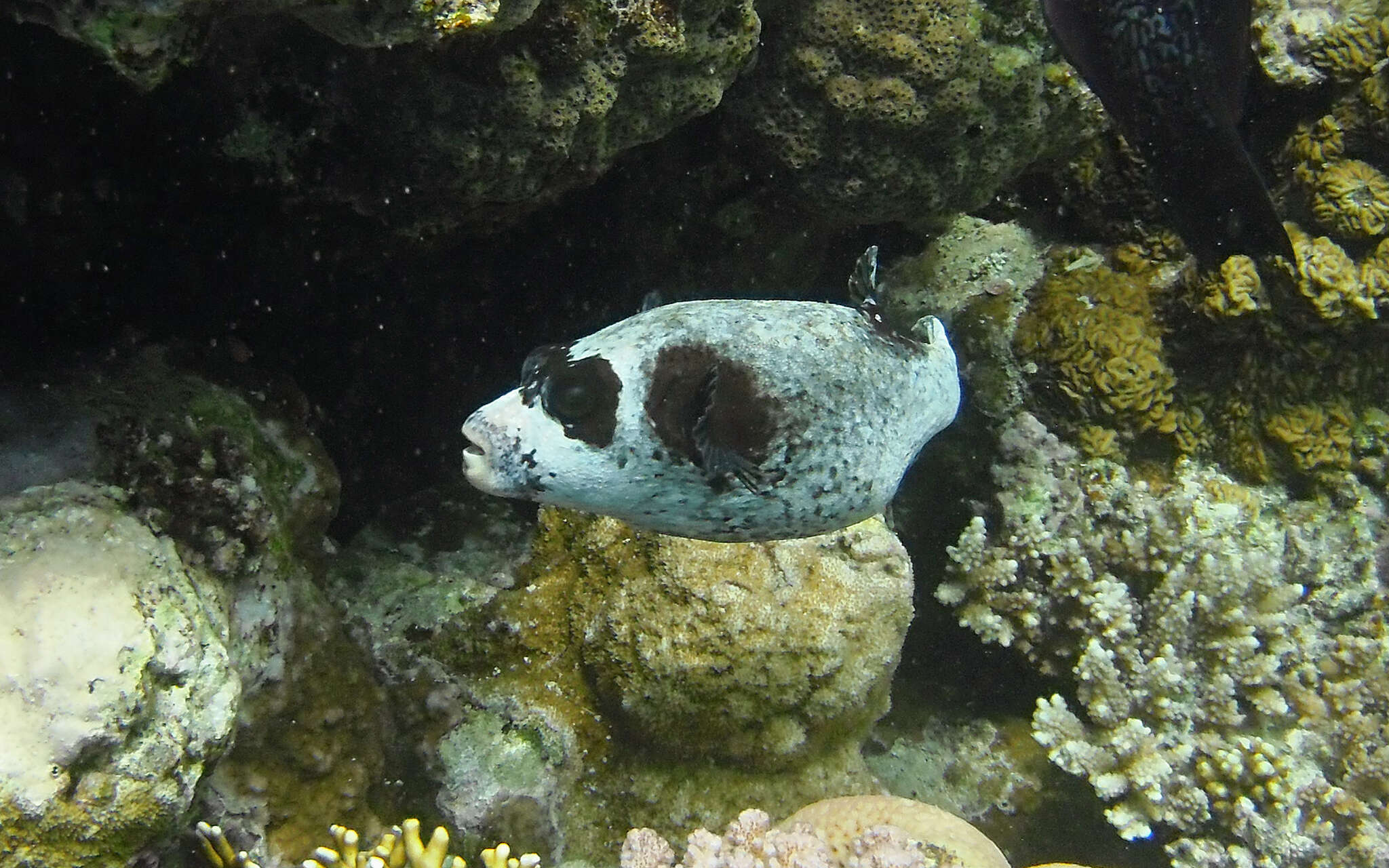 Image of Masked Puffer