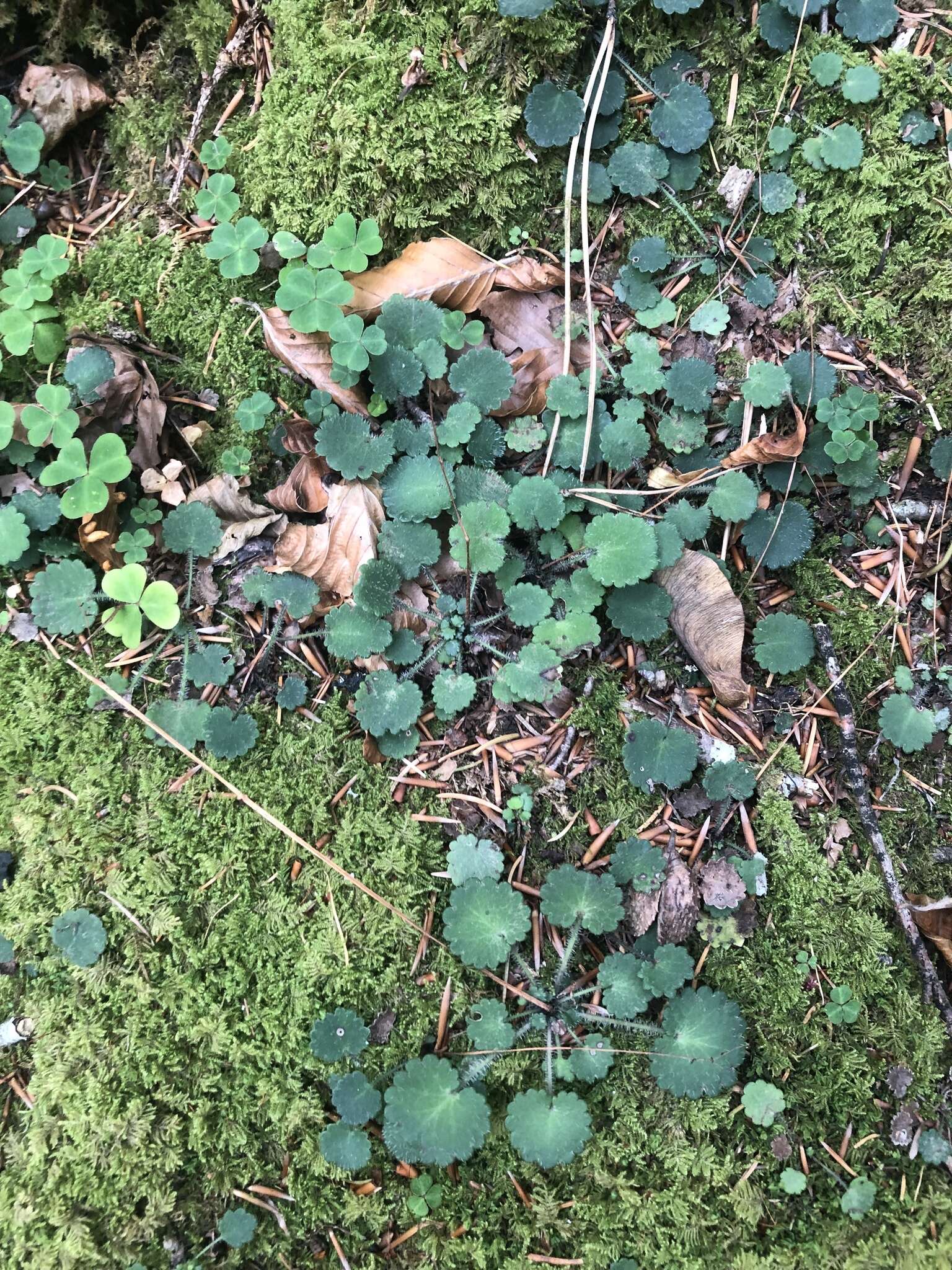 Imagem de Saxifraga hirsuta subsp. hirsuta