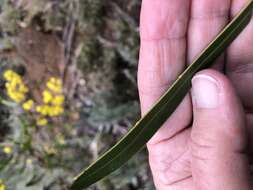 صورة Acacia gladiiformis A. Cunn. ex Benth.