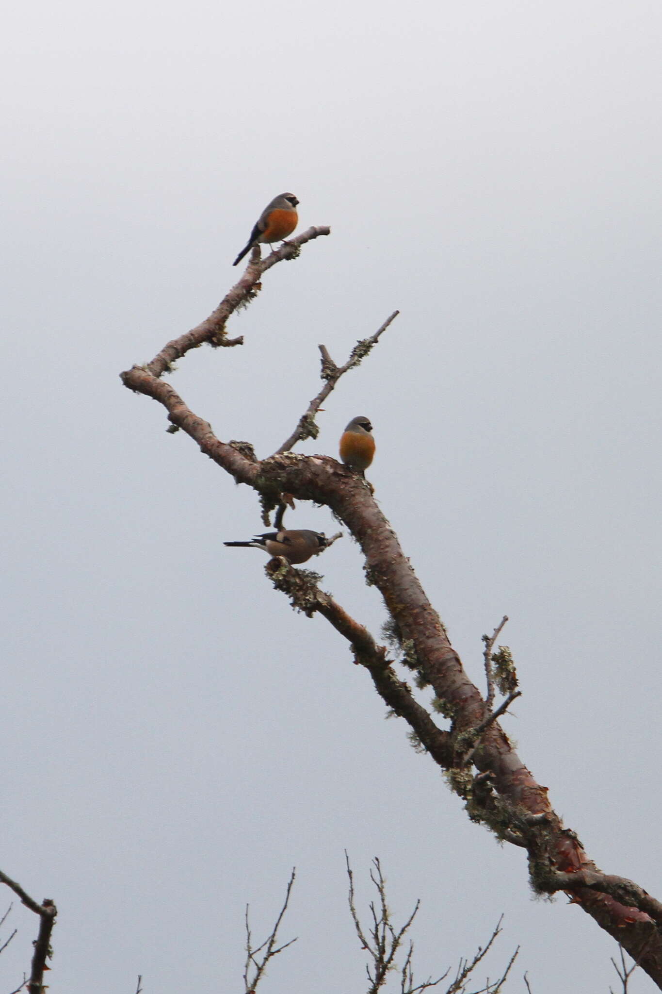 Image of Grey-headed Bullfinch