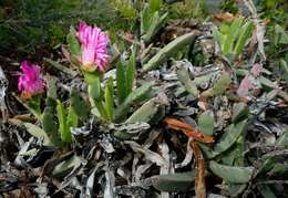 Image of Carpobrotus quadrifidus L. Bol.