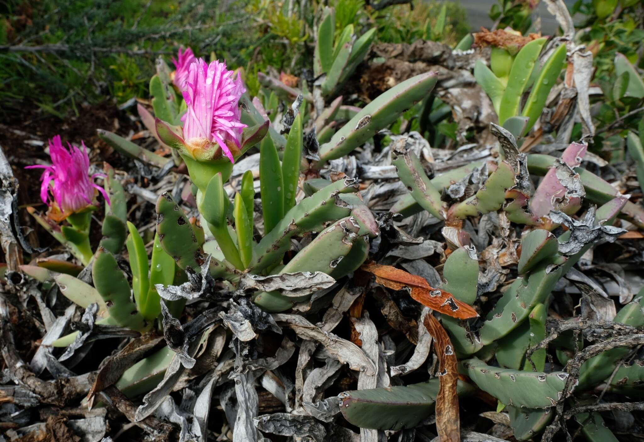 Image of Carpobrotus quadrifidus L. Bol.