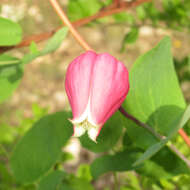 Image de Clematis texensis Buckl.