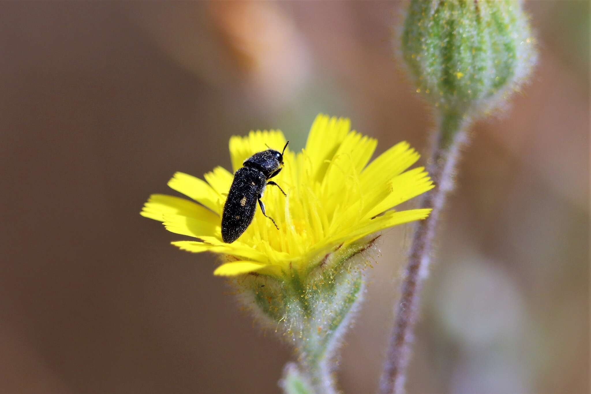 Image de <i>Acmaeodera <i>bipunctata</i></i> bipunctata