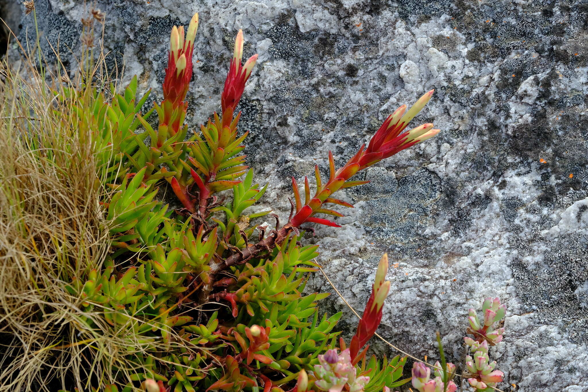 Image of Crassula obtusa Haw.