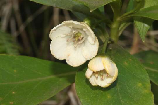 Image of Kokee Island-Loosestrife