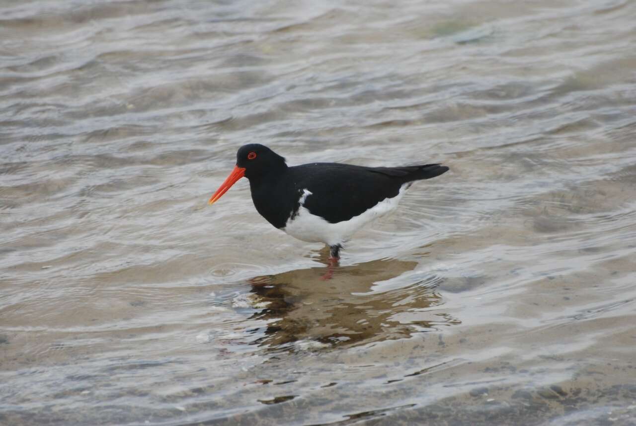 Image of Australian Pied Oystercatcher