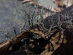 Image of Xylaria bambusicola Y. M. Ju & J. D. Rogers 1999