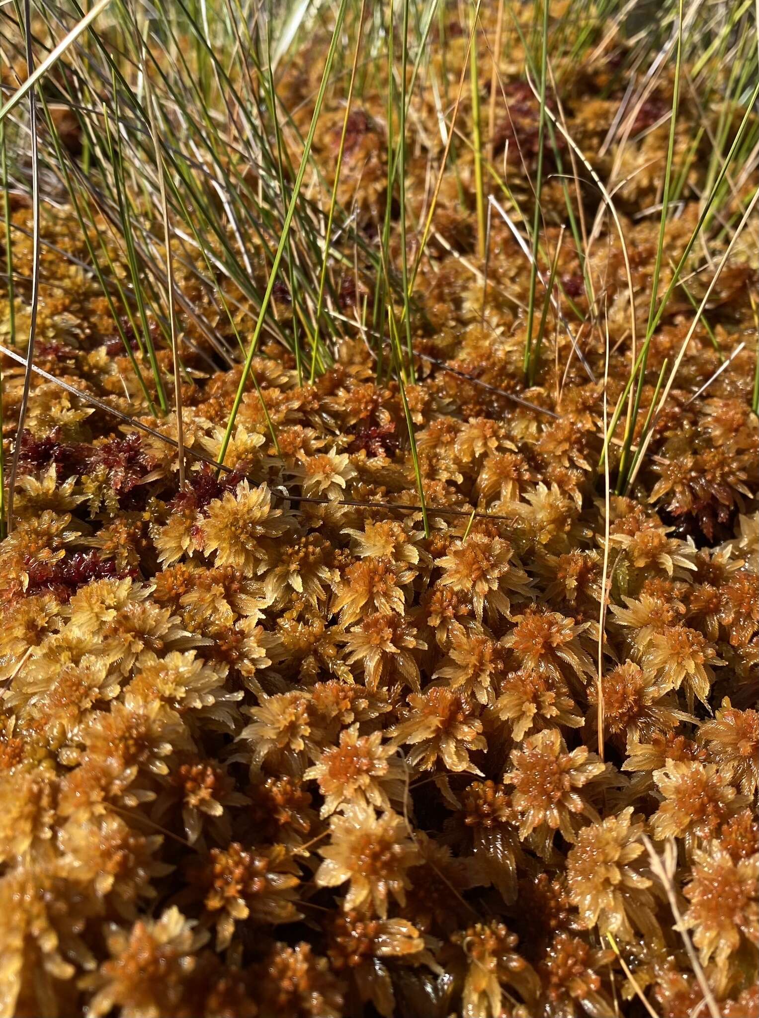 Image of golden bog-moss