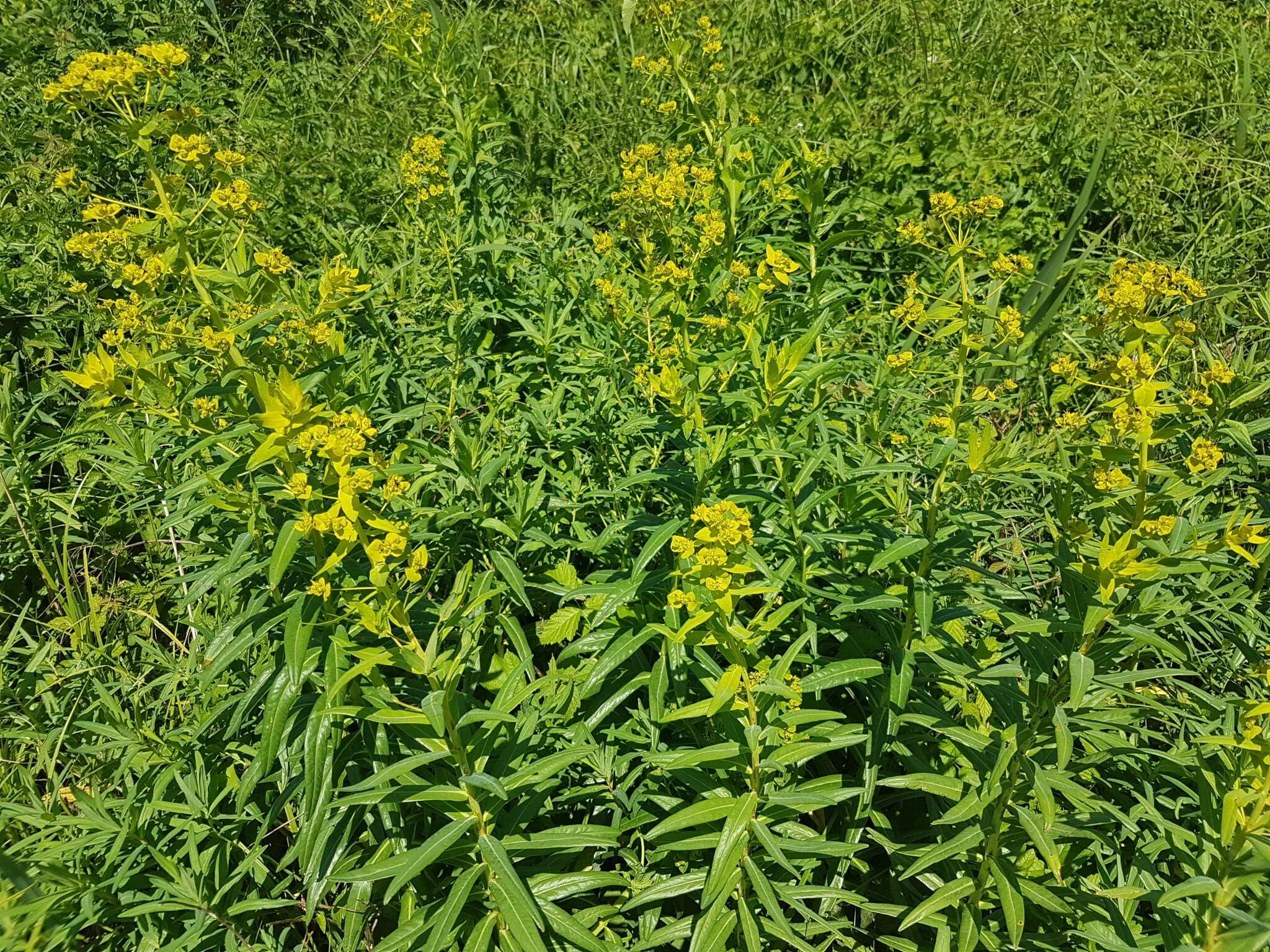 Sivun Euphorbia lucida Waldst. & Kit. kuva