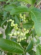 Imagem de Vitex trifolia subsp. trifolia