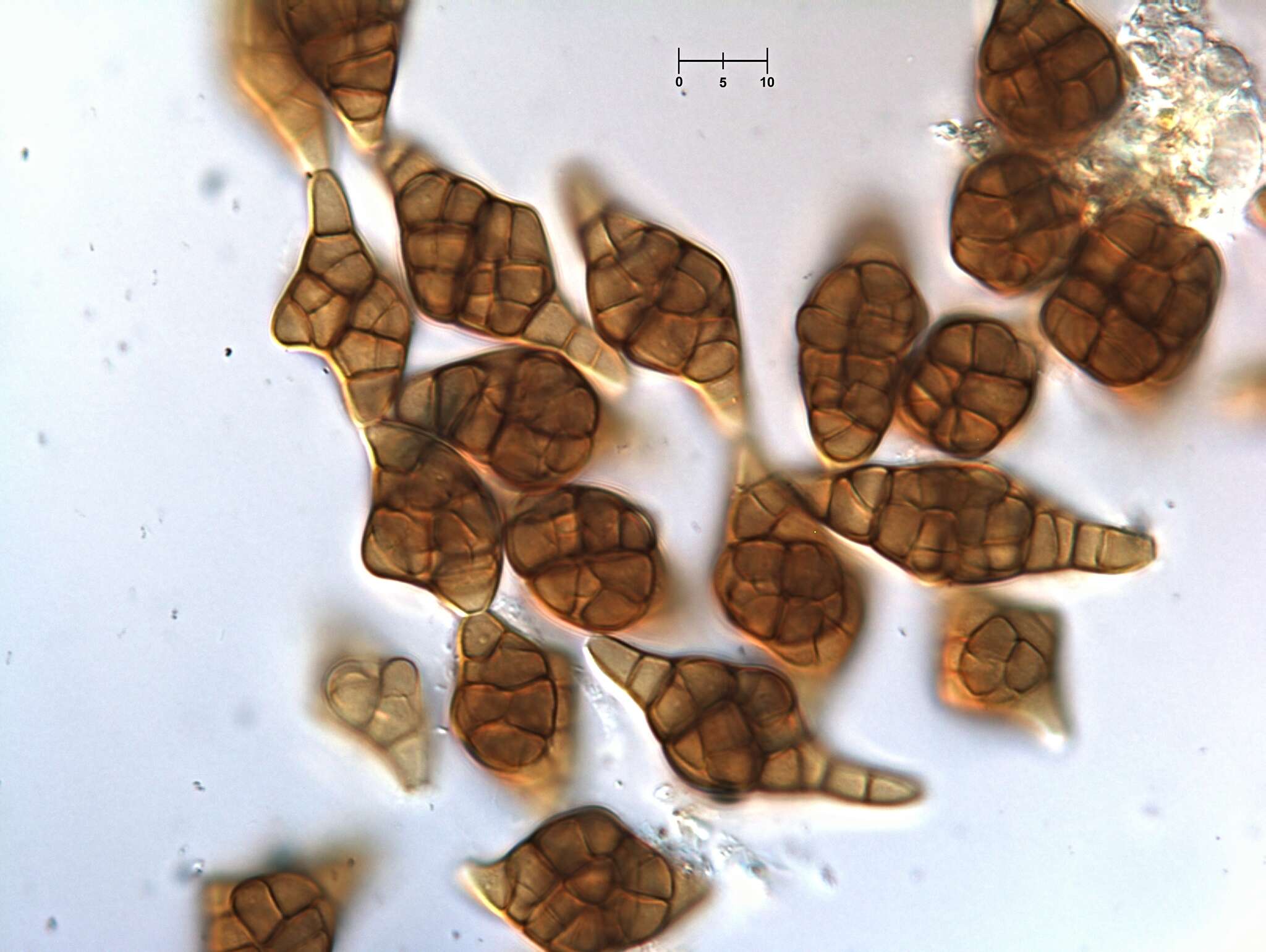 Image of Phragmotrichum chailletii Kunze 1823