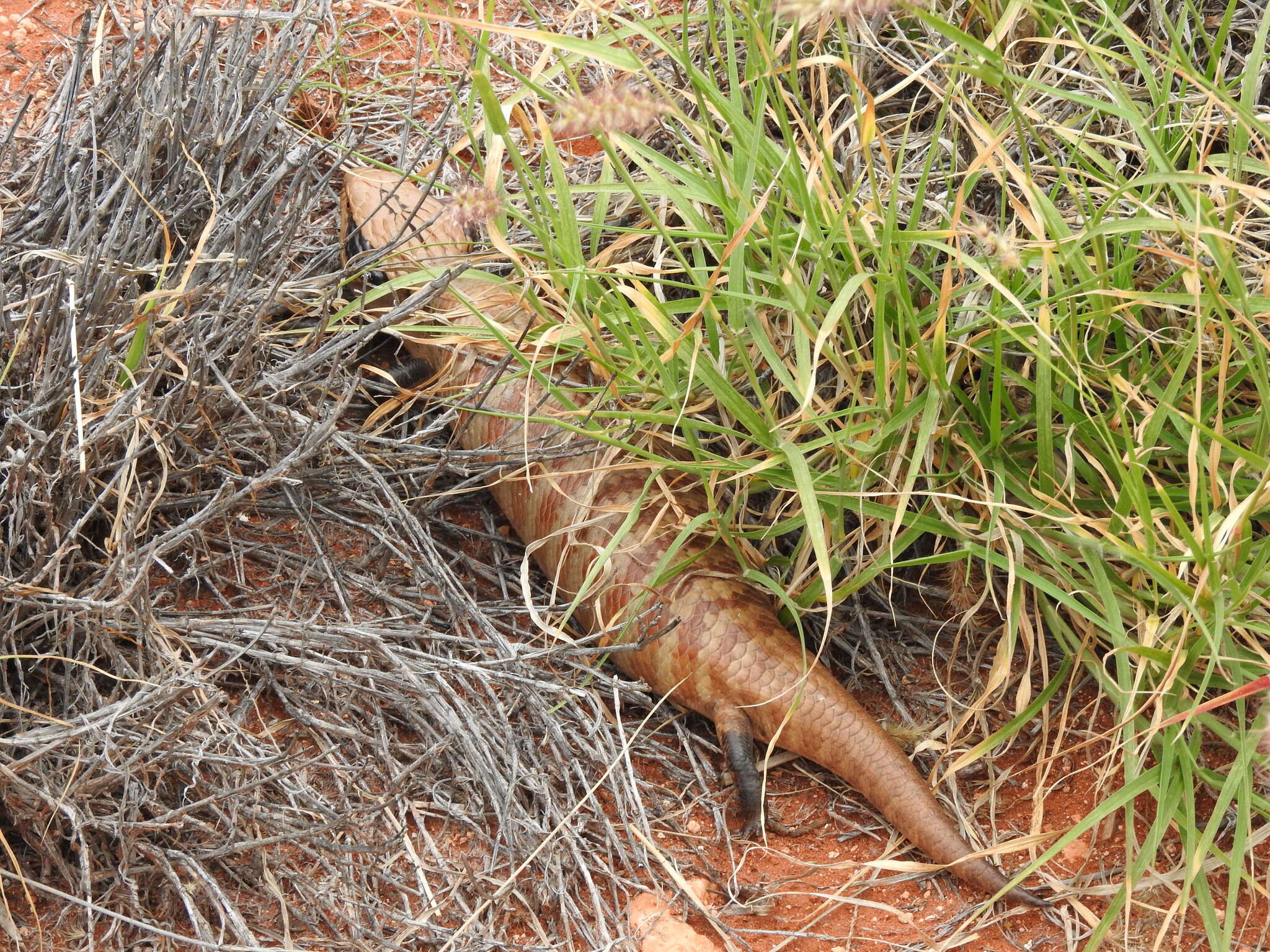 Image of Centralian Blue-Tongued Lizard