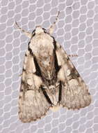 Слика од Acronicta funeralis Grote & Robinson 1866