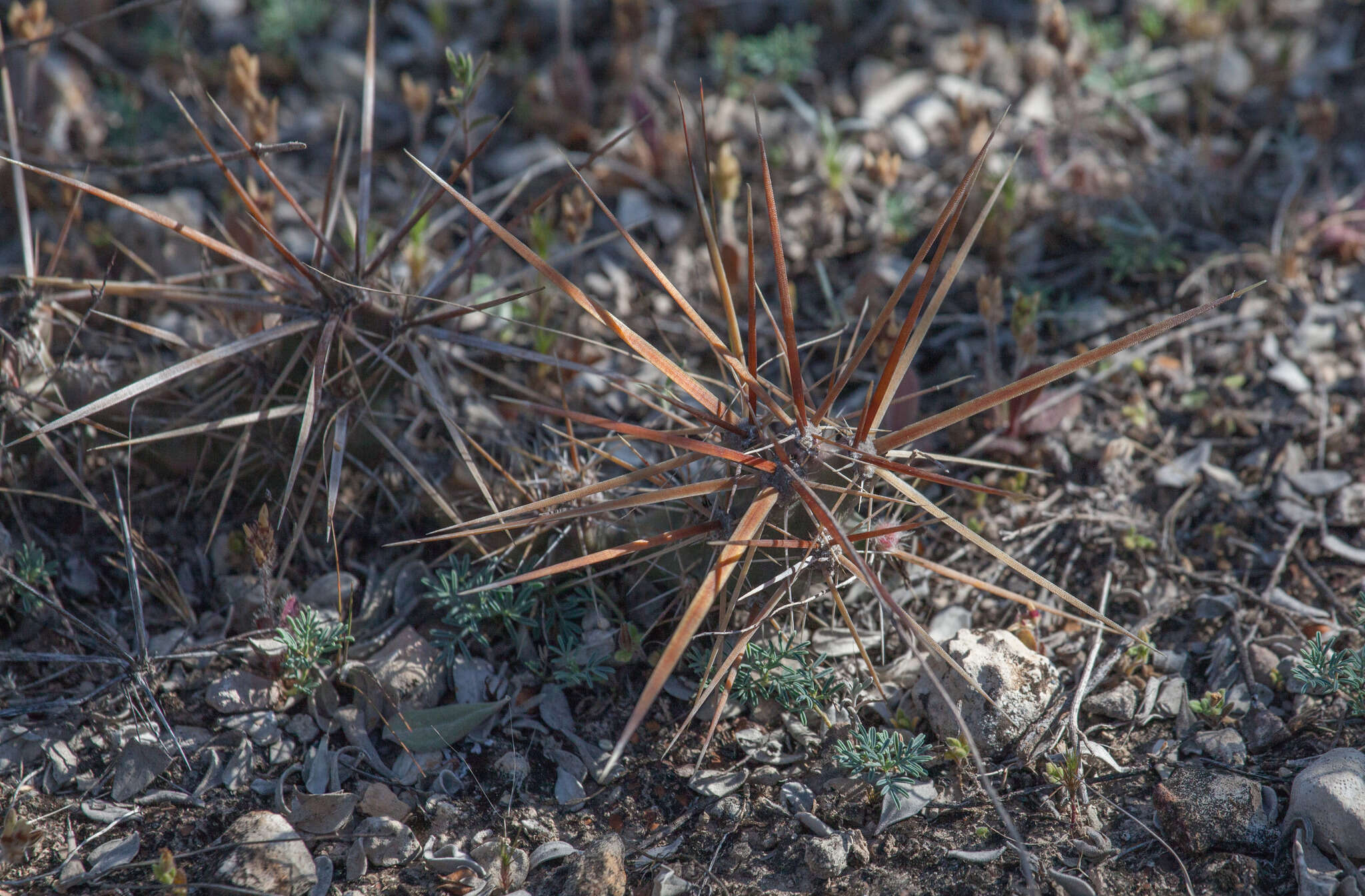 Image of Schott's Prickly-pear Cactus