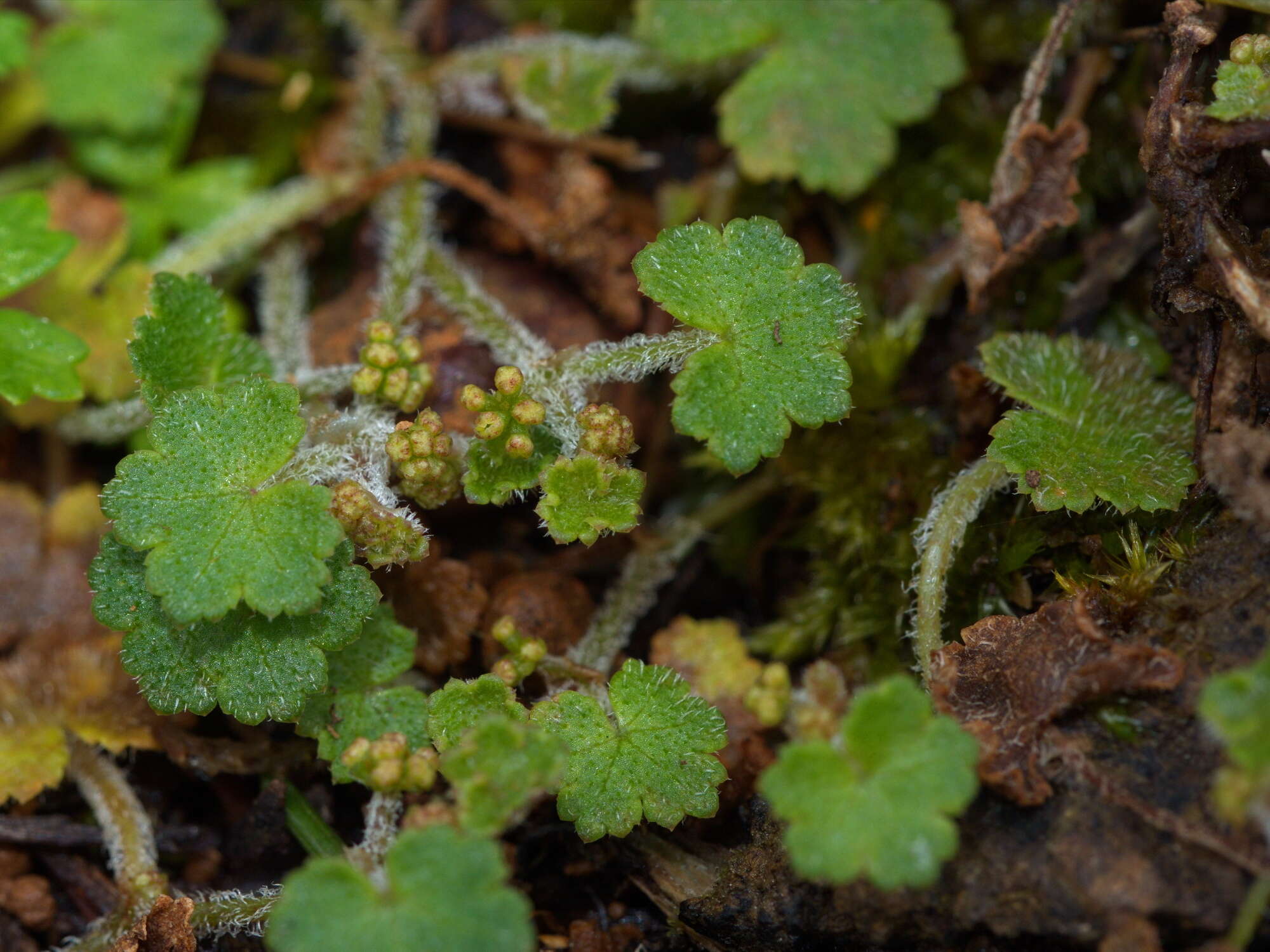 Image de Hydrocotyle hirta R. Br. ex A. Rich.