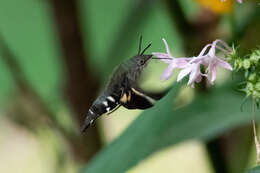 Image de Macroglossum micacea Walker 1856