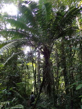 Sivun Phytelephas tenuicaulis (Barfod) A. J. Hend. kuva