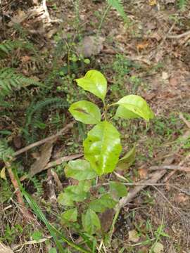 Image of Alseuosmia banksii A. Cunn.