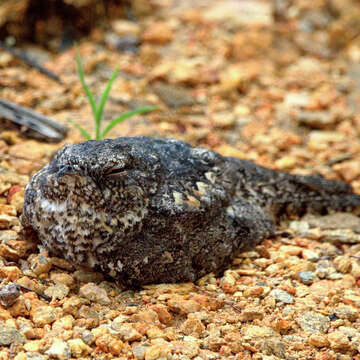 Image of Pygmy Nightjar