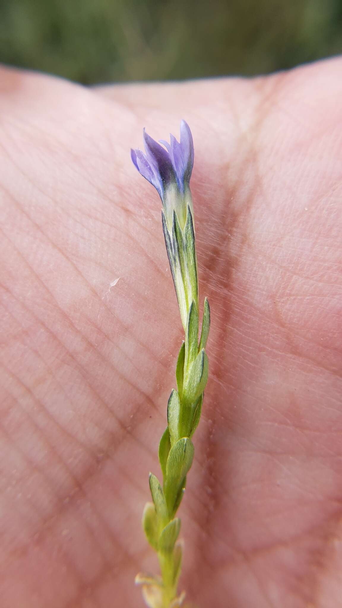 صورة Gentiana prostrata Haenke