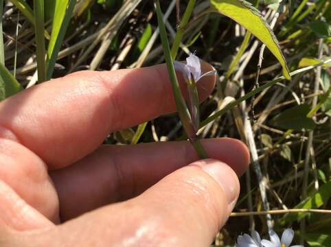 Image of white blue-eyed grass