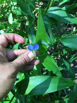 Image of Asiatic dayflower