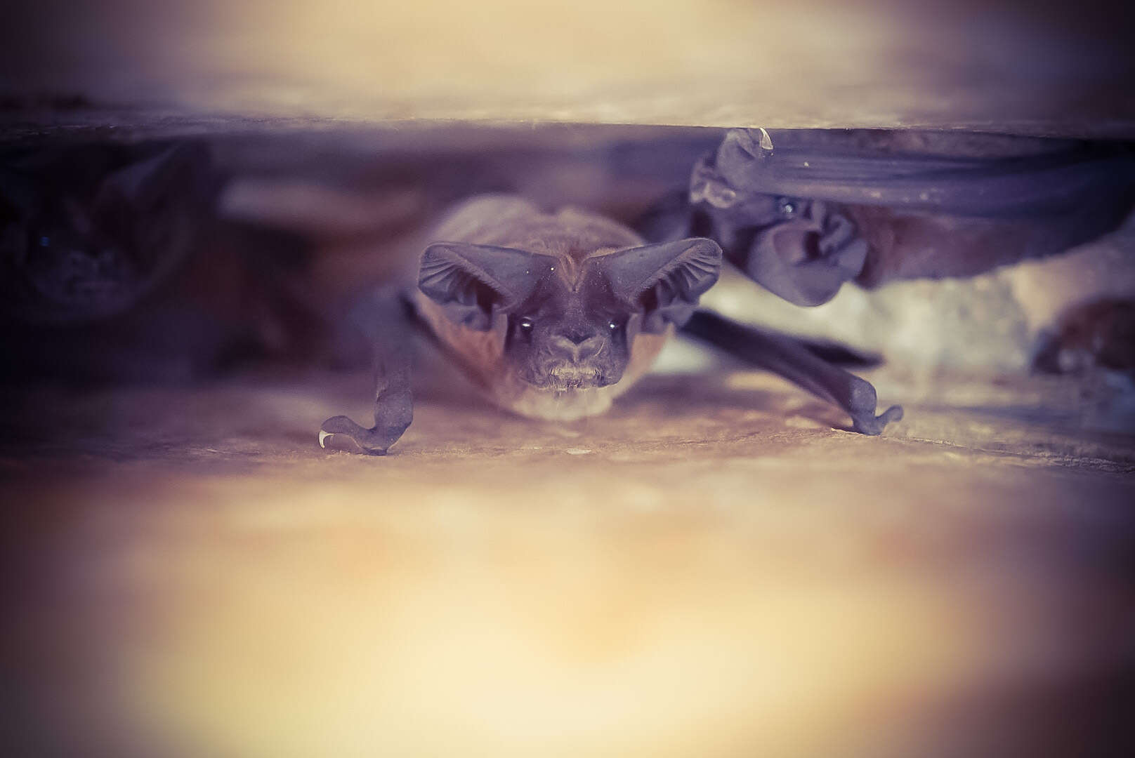 Image of broad-eared bat