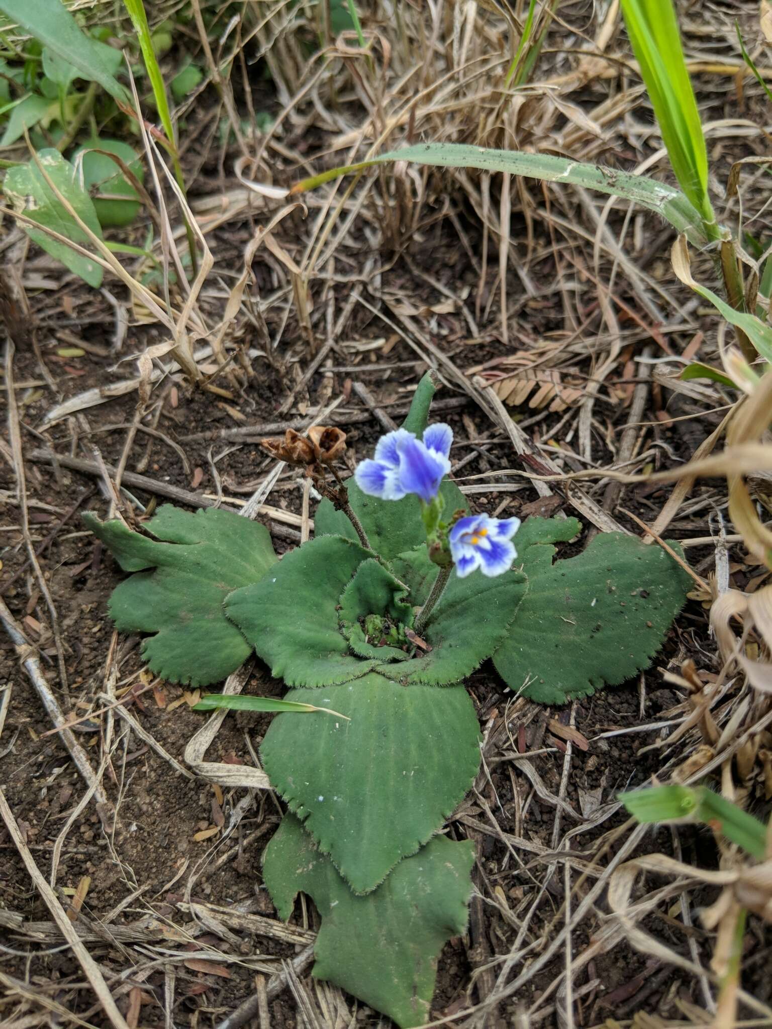 Image of blue gem