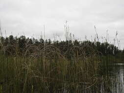 Image of slender bulrush