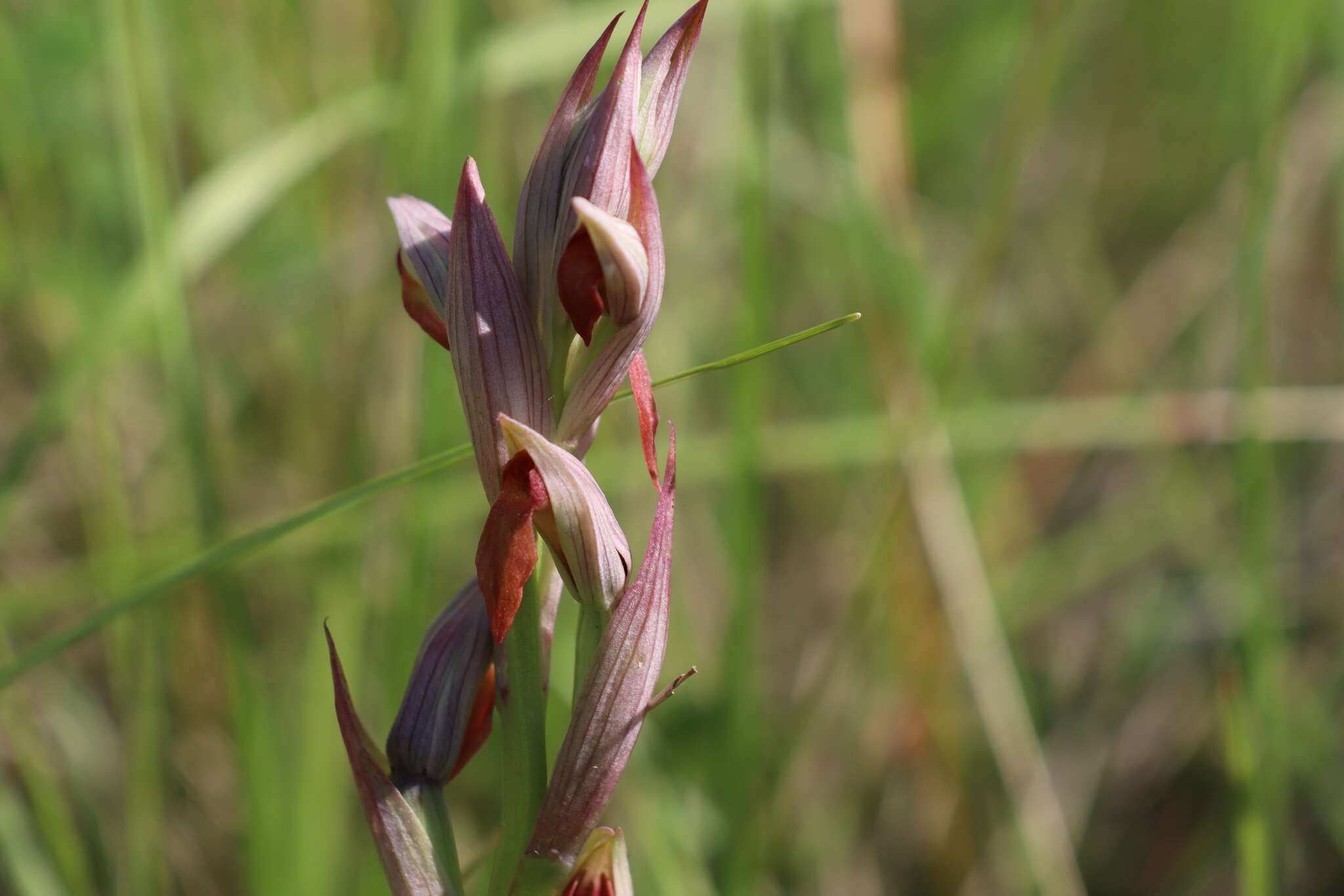 Image of Small-flowered serapias