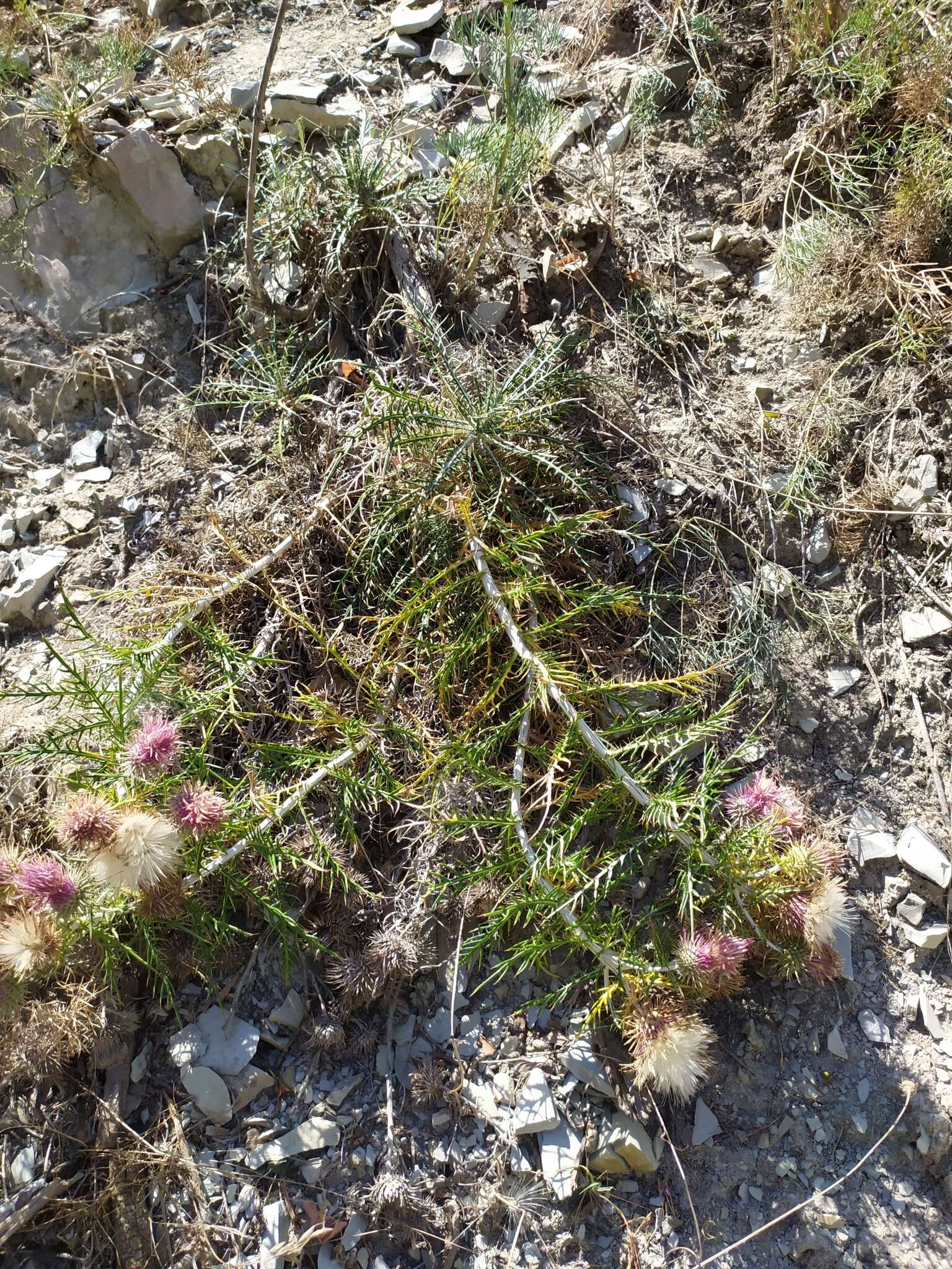 Image de Ptilostemon echinocephalus (Willd.) Greuter