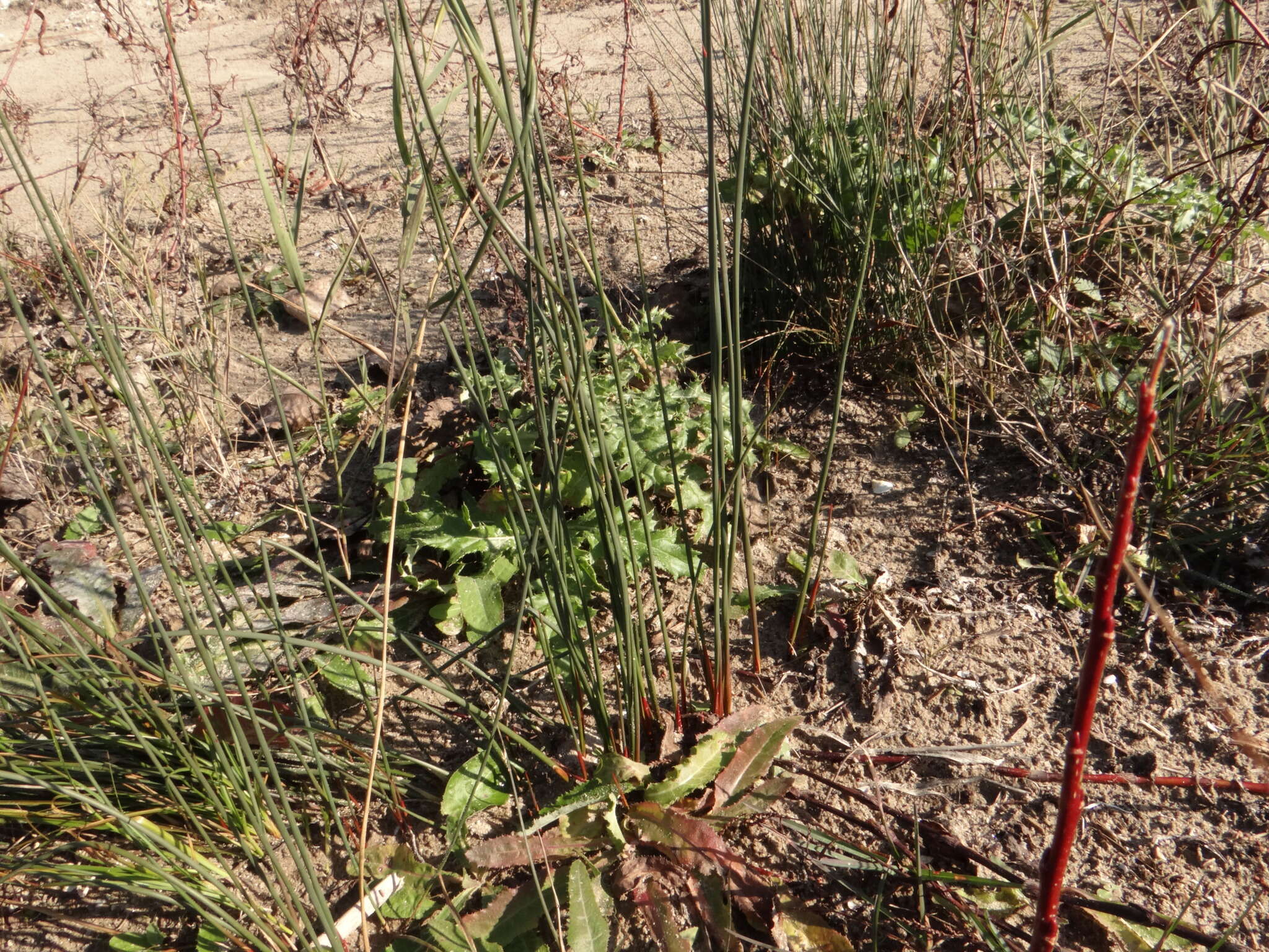 Juncus balticus subsp. littoralis (Engelm.) Snogerup的圖片