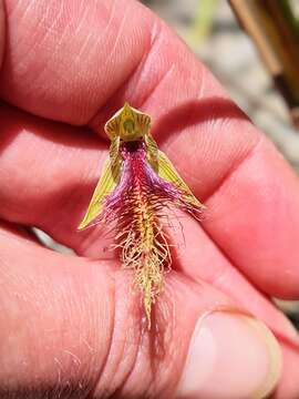 Calochilus therophilus D. L. Jones的圖片