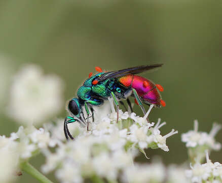 Plancia ëd <i>Chrysis ignita</i>