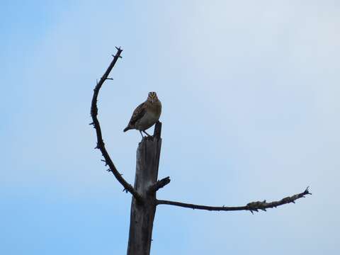 Image of Swinhoe's Snipe