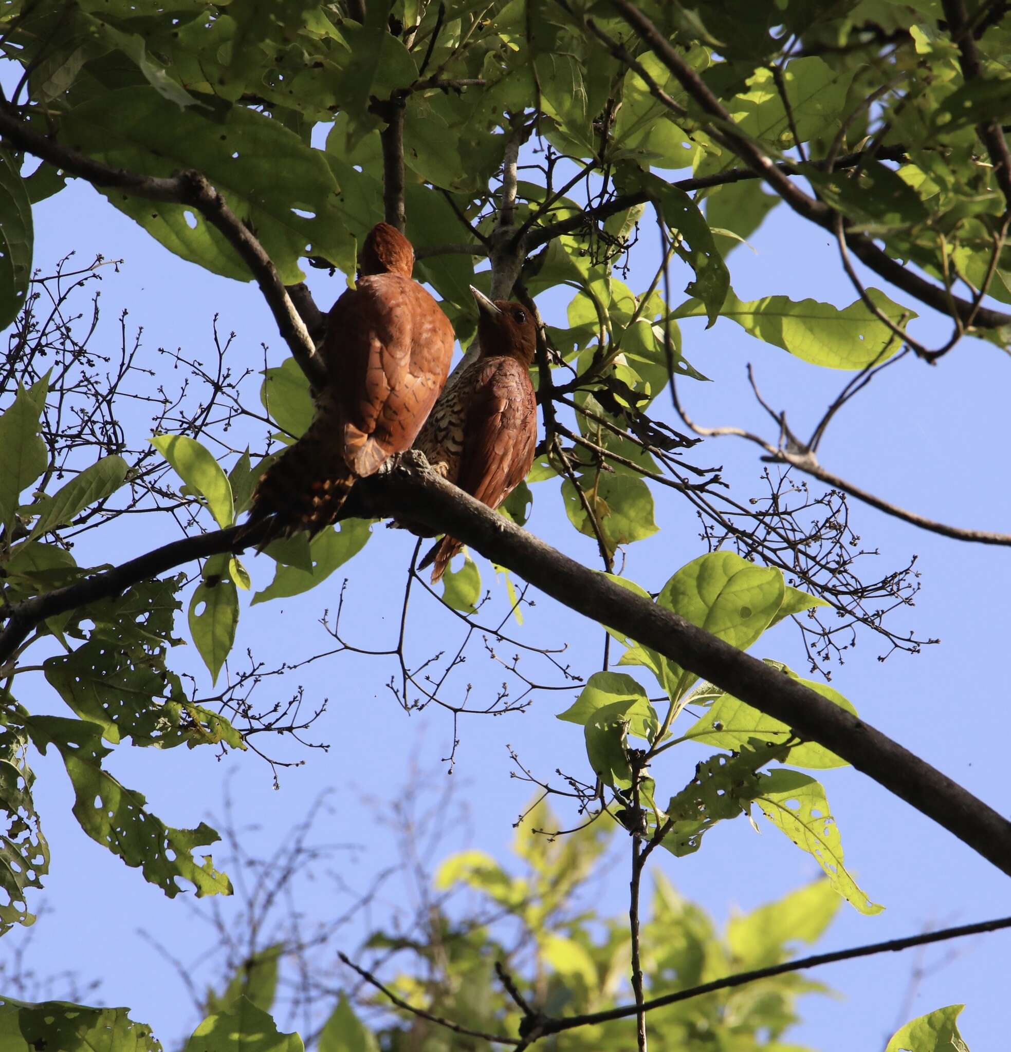 Image of Cinnamon Woodpecker