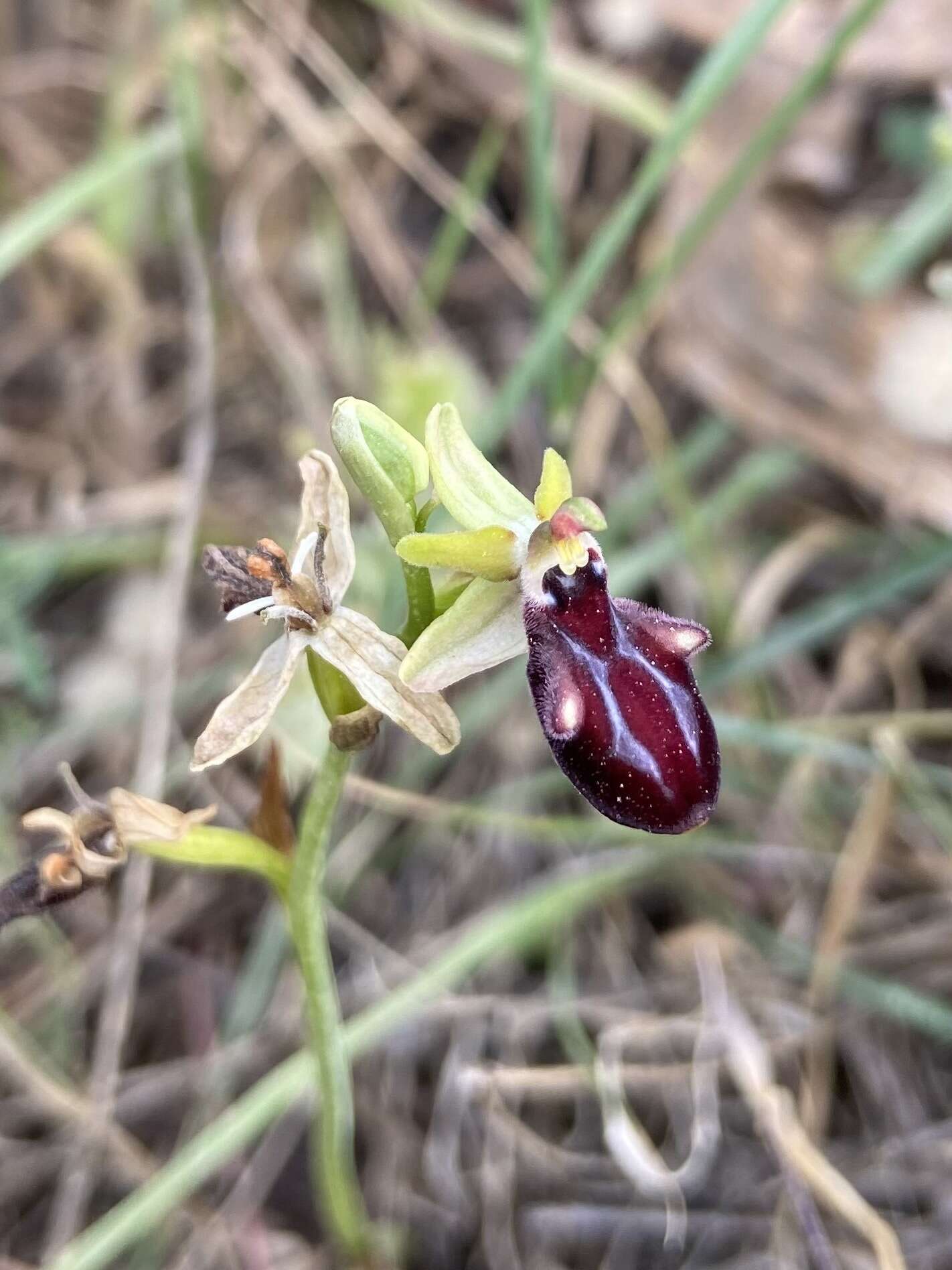 Image of Ophrys sphegodes subsp. gortynia H. Baumann & Künkele