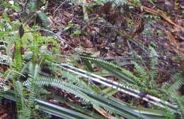 Image de Asplenium longissimum Bl.